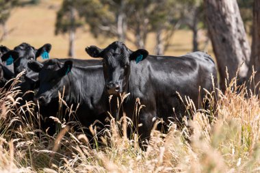 beautiful cattle in Australia  eating grass and grazing long dry pasture in summer