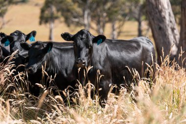 Avustralya 'daki güzel sığırlar ot yer, otlakta otlarlar. Tarımsal bir çiftlikte yetiştirilen sığır sürüsü. Yazın sürdürülebilir tarım