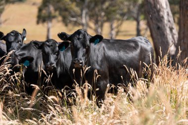 livestock cows grazing in a meadow, sustainable carbon neutral farming being practiced. regenerative raised cows in a field. agricultural technology innovation.