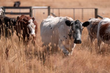 Carbon neutral cattle farming in a free range field on a farm in Australia  beautiful cattle in Australia eating grass, grazing on pasture. Herd of cows free range beef being regenerative raised in summer