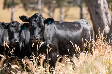 Stud beef hereford cows in a field on a farm in England. English cattle in a meadow grazing on pasture in springtime. Green grass growing in a paddock on a sustainable agricultural ranch in summer