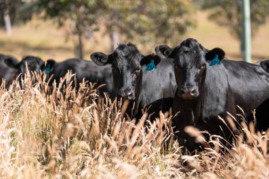 Stud Beef bulls, cows and calves grazing on grass in a field, in Australia. breeds of cattle include speckled park, murray grey, angus, brangus and wagyu on long pasture in  summer