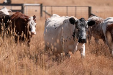 beautiful cattle in Australia  eating grass and grazing long dry pasture in summer