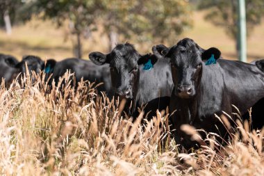 Avustralya 'da sığır çiftliğinde otlayan sığır ve dana eti. Yazın Murray Grey, Angus ve Wagyu cinsleri.