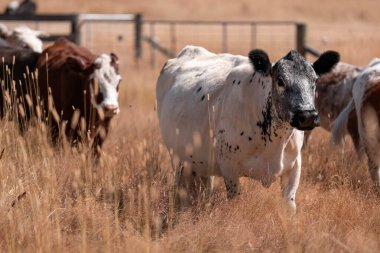 Avustralya 'daki güzel sığırlar ot yer, otlakta otlarlar. Tarımsal bir çiftlikte yetiştirilen sığır sürüsü. Yazın sürdürülebilir tarım