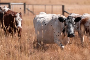 cows and cattle grazing in tasmania Australia in summer