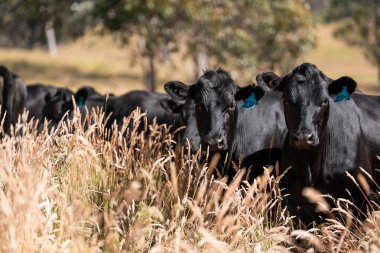 Carbon neutral cattle farming in a free range field on a farm in Australia  beautiful cattle in Australia eating grass, grazing on pasture. Herd of cows free range beef being regenerative raised in summer