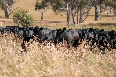 Stud Beef bulls, cows and calves grazing on grass in a field, in Australia. breeds of cattle include speckled park, murray grey, angus, brangus and wagyu on long pasture in  summer