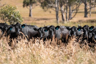 beautiful cattle in Australia  eating grass and grazing long dry pasture in summer clipart