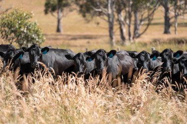 Avustralya 'daki güzel sığırlar ot yer, otlakta otlarlar. Tarımsal bir çiftlikte yetiştirilen sığır sürüsü. Yazın sürdürülebilir tarım