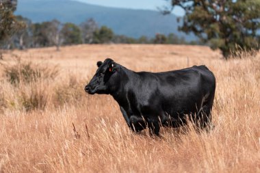 cows and cattle grazing in tasmania Australia in summer