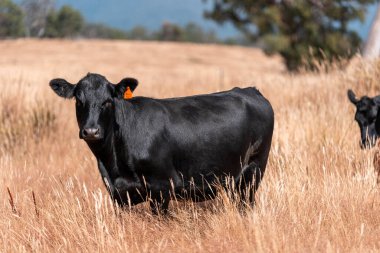 Stud Beef bulls, cows and calves grazing on grass in a field, in Australia. breeds of cattle include speckled park, murray grey, angus, brangus and wagyu on long pasture in  summer