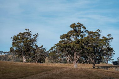 Ağacı ve tarlası olan güzel bir manzara.