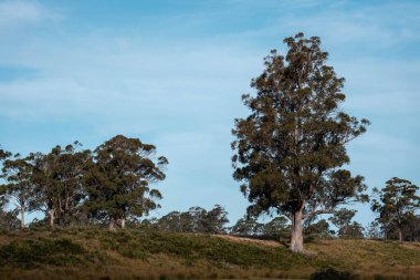 okaliptüs ağaçları mavi gökyüzü arkaplanlı.