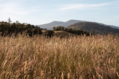 pasture and grasses growing on a regenerative agricultural farm. native plants storing carbon in australia in summer