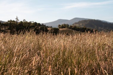 farming landscape of grain crops in an agricultural field growing wheat cropping in summer