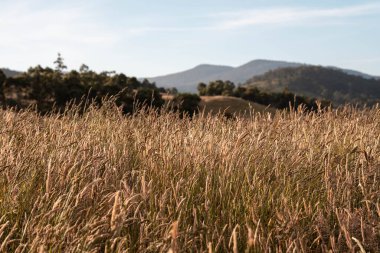 pasture and grasses growing on a regenerative agricultural farm. native plants storing carbon in australia in summer