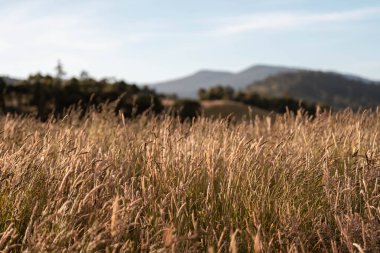 farming landscape of grain crops in an agricultural field growing wheat cropping in summer