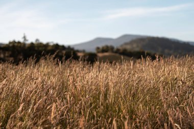 pasture and grasses growing on a regenerative agricultural farm. native plants storing carbon in australia in summer