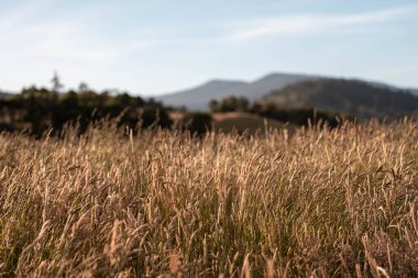pasture and grasses growing on a regenerative agricultural farm. native plants storing carbon in australia in summer
