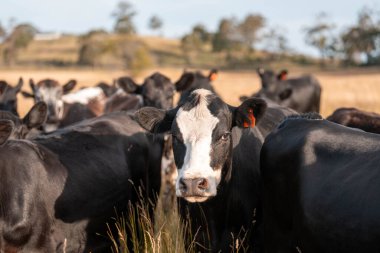Avustralya 'daki güzel sığırlar ot yer, otlakta otlarlar. Tarımsal bir çiftlikte yetiştirilen sığır sürüsü. Yazın sürdürülebilir tarım