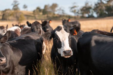 Avustralya 'daki güzel sığırlar ot yer, otlakta otlarlar. Tarımsal bir çiftlikte yetiştirilen sığır sürüsü. Yazın sürdürülebilir tarım