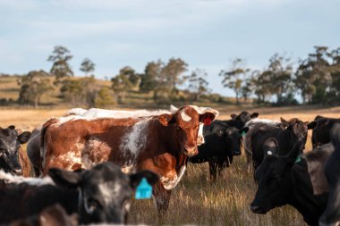 Avustralya 'daki güzel sığırlar ot yer, otlakta otlarlar. Tarımsal bir çiftlikte yetiştirilen sığır sürüsü. Yazın sürdürülebilir tarım