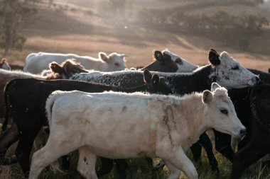 Avustralya 'daki güzel sığırlar ot yer, otlakta otlarlar. Tarımsal bir çiftlikte yetiştirilen sığır sürüsü. Yazın sürdürülebilir tarım