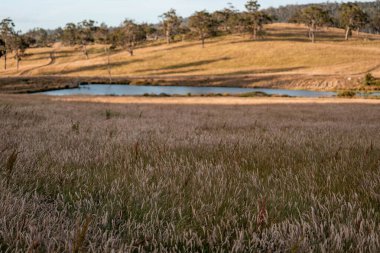 Yenilenebilir tarım çiftliğindeki uzun otlar. İlkbaharda Avustralya 'da bir çayırda çayır. 