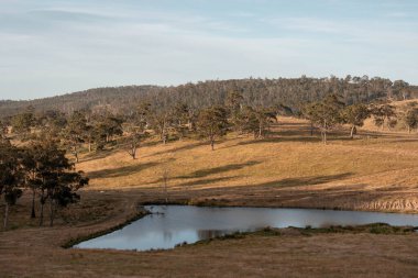 Avustralya 'daki güzel sığırlar ot yer, otlakta otlarlar. Tarımsal bir çiftlikte yetiştirilen sığır sürüsü. Yazın sürdürülebilir tarım