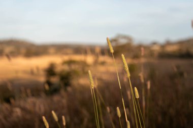 Yenilenebilir tarım çiftliğindeki uzun otlar. İlkbaharda Avustralya 'da bir çayırda çayır. 