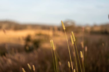 Yenilenebilir tarım çiftliğindeki uzun otlar. İlkbaharda Avustralya 'da bir çayırda çayır. 
