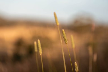 Yenilenebilir tarım çiftliğindeki uzun otlar. İlkbaharda Avustralya 'da bir çayırda çayır. 