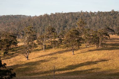 Avustralya 'daki güzel sığırlar ot yer, otlakta otlarlar. Tarımsal bir çiftlikte yetiştirilen sığır sürüsü. Yazın sürdürülebilir tarım