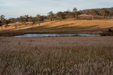 Yenilenebilir tarım çiftliğindeki uzun otlar. İlkbaharda Avustralya 'da bir çayırda çayır. 