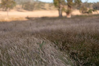 Yenilenebilir tarım çiftliğindeki uzun otlar. İlkbaharda Avustralya 'da bir çayırda çayır. 