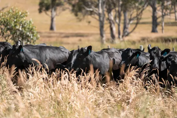 Carbon neutral cattle farming in a free range field on a farm in Australia  beautiful cattle in Australia eating grass, grazing on pasture. Herd of cows free range beef being regenerative raised in summer