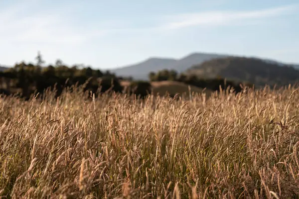 pasture and grasses growing on a regenerative agricultural farm. native plants storing carbon in australia in summer