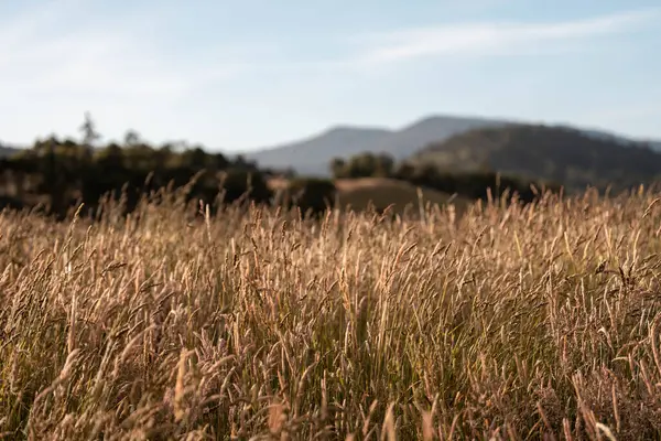 pasture and grasses growing on a regenerative agricultural farm. native plants storing carbon in australia in summer