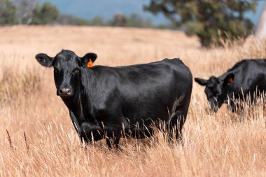 Çiftlikte siyah wagyu sığır eti. Avustralya 'daki güzel sığırlar ot yer, çayırlarda otlarlar. Tarımsal bir çiftlikte yetiştirilen sığır sürüsü. Sürdürülebilir tarım 