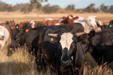 Çiftlikte siyah wagyu sığır eti. Avustralya 'daki güzel sığırlar ot yer, çayırlarda otlarlar. Tarımsal bir çiftlikte yetiştirilen sığır sürüsü. Sürdürülebilir tarım 