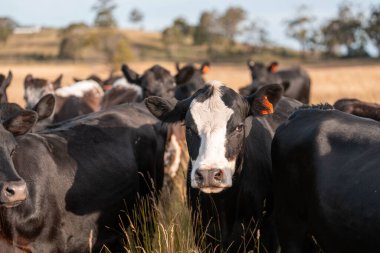 Çiftlikte siyah wagyu sığır eti. Avustralya 'daki güzel sığırlar ot yer, çayırlarda otlarlar. Tarımsal bir çiftlikte yetiştirilen sığır sürüsü. Sürdürülebilir tarım 
