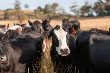 Çiftlikte siyah wagyu sığır eti. Avustralya 'daki güzel sığırlar ot yer, çayırlarda otlarlar. Tarımsal bir çiftlikte yetiştirilen sığır sürüsü. Sürdürülebilir tarım 