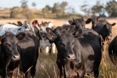 Çiftlikte siyah wagyu sığır eti. Avustralya 'daki güzel sığırlar ot yer, çayırlarda otlarlar. Tarımsal bir çiftlikte yetiştirilen sığır sürüsü. Sürdürülebilir tarım 