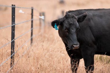 Çiftlikte siyah wagyu sığır eti. Avustralya 'daki güzel sığırlar ot yer, çayırlarda otlarlar. Tarımsal bir çiftlikte yetiştirilen sığır sürüsü. Sürdürülebilir tarım 