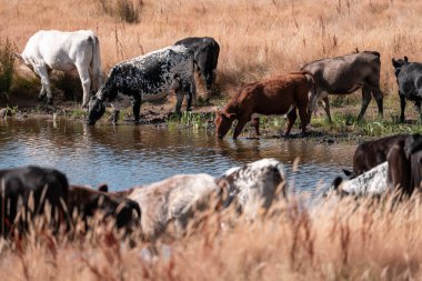 Çiftlikte siyah wagyu sığır eti. Avustralya 'daki güzel sığırlar ot yer, çayırlarda otlarlar. Tarımsal bir çiftlikte yetiştirilen sığır sürüsü. Sürdürülebilir tarım 