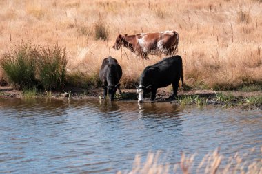 Çiftlikte siyah wagyu sığır eti. Avustralya 'daki güzel sığırlar ot yer, çayırlarda otlarlar. Tarımsal bir çiftlikte yetiştirilen sığır sürüsü. Sürdürülebilir tarım 