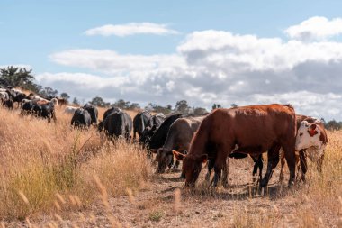 Çiftlikte siyah wagyu sığır eti. Avustralya 'daki güzel sığırlar ot yer, çayırlarda otlarlar. Tarımsal bir çiftlikte yetiştirilen sığır sürüsü. Sürdürülebilir tarım 