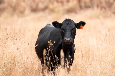 Çiftlikte siyah wagyu sığır eti. Avustralya 'daki güzel sığırlar ot yer, çayırlarda otlarlar. Tarımsal bir çiftlikte yetiştirilen sığır sürüsü. Sürdürülebilir tarım 