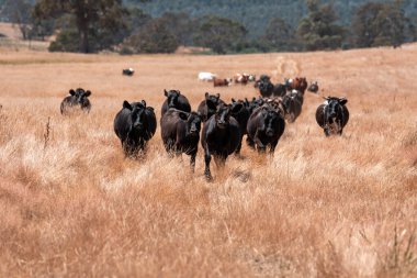 Çiftlikte siyah wagyu sığır eti. Avustralya 'daki güzel sığırlar ot yer, çayırlarda otlarlar. Tarımsal bir çiftlikte yetiştirilen sığır sürüsü. Sürdürülebilir tarım 